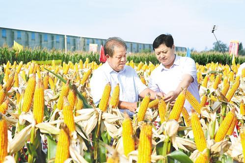 河北沃土种业最新动态全面解读