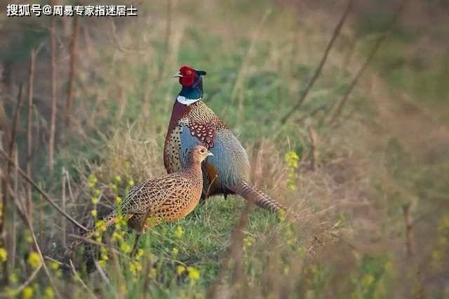 最新地址野鸡22，探索之旅与启示之门